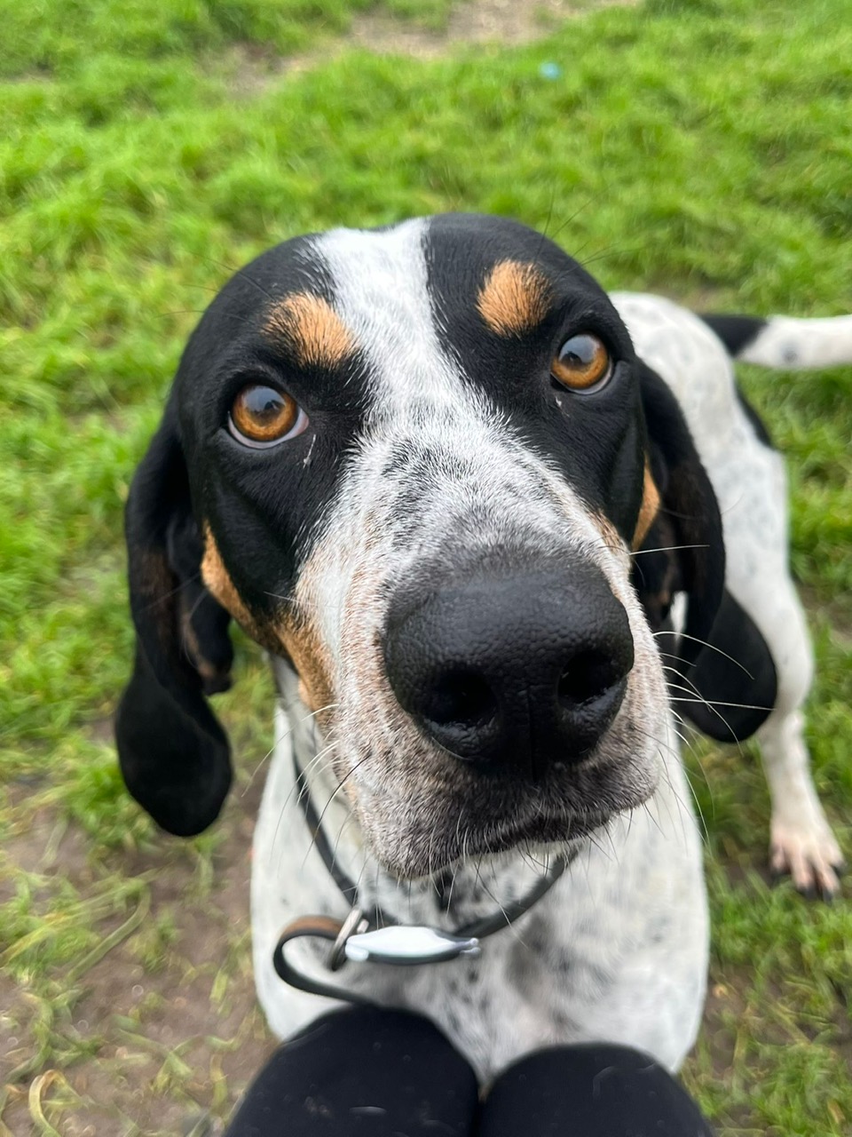 Bluetick coonhound deals rescue near me